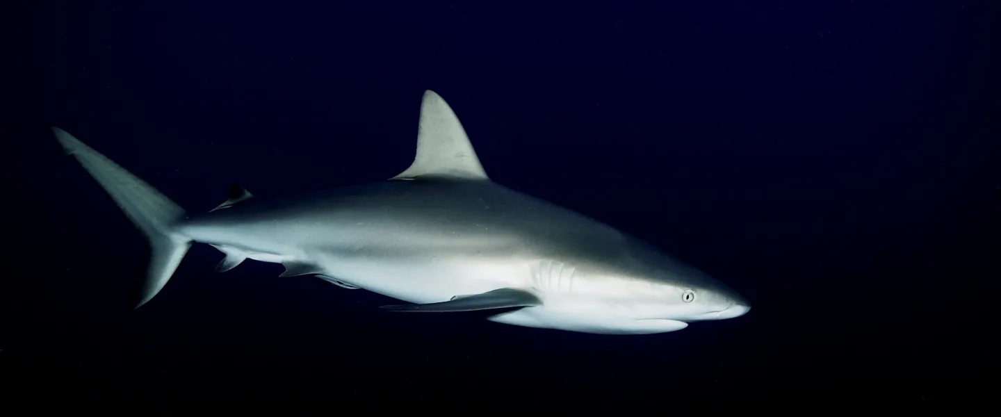 Underwater photograph of a single shark swimming through dark blue water with visible light rays and substantial negative space above and around the animal.