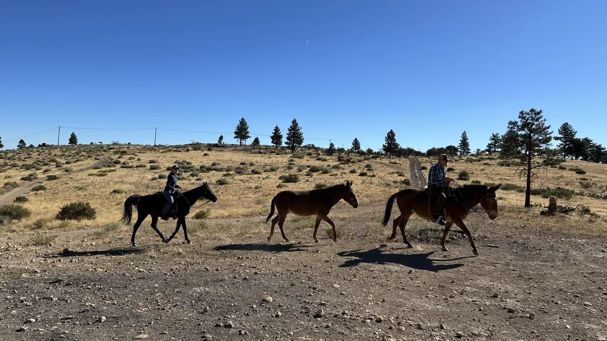 Wide outdoor landscape photo showing two riders on horseback traveling along a dirt/gravel trail in a dry, open field with scattered shrubs and trees under a clear blue sky; a third saddled horse follows between them.