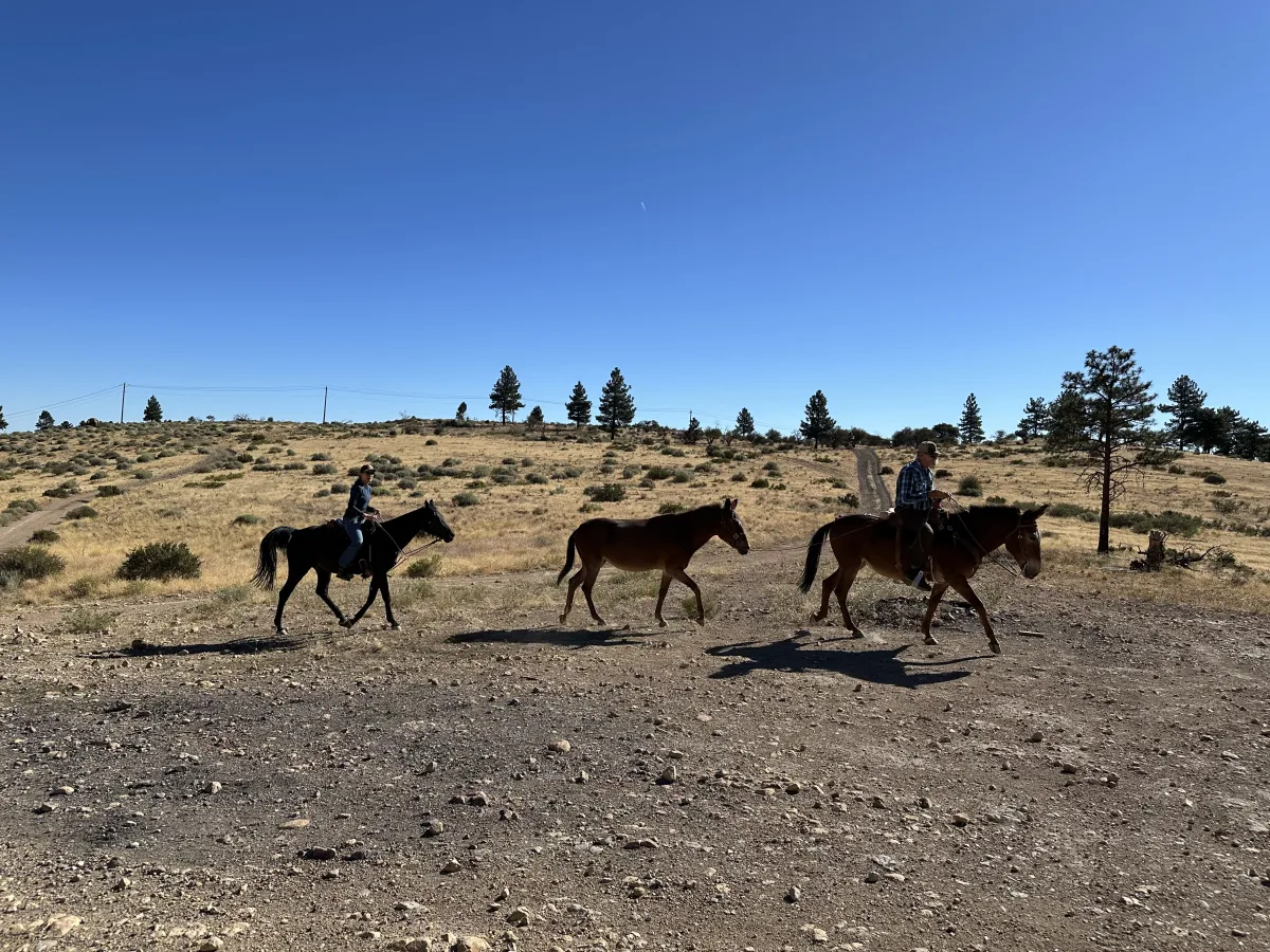 Wide outdoor landscape photo showing two riders on horseback traveling along a dirt/gravel trail in a dry, open field with scattered shrubs and trees under a clear blue sky; a third saddled horse follows between them.