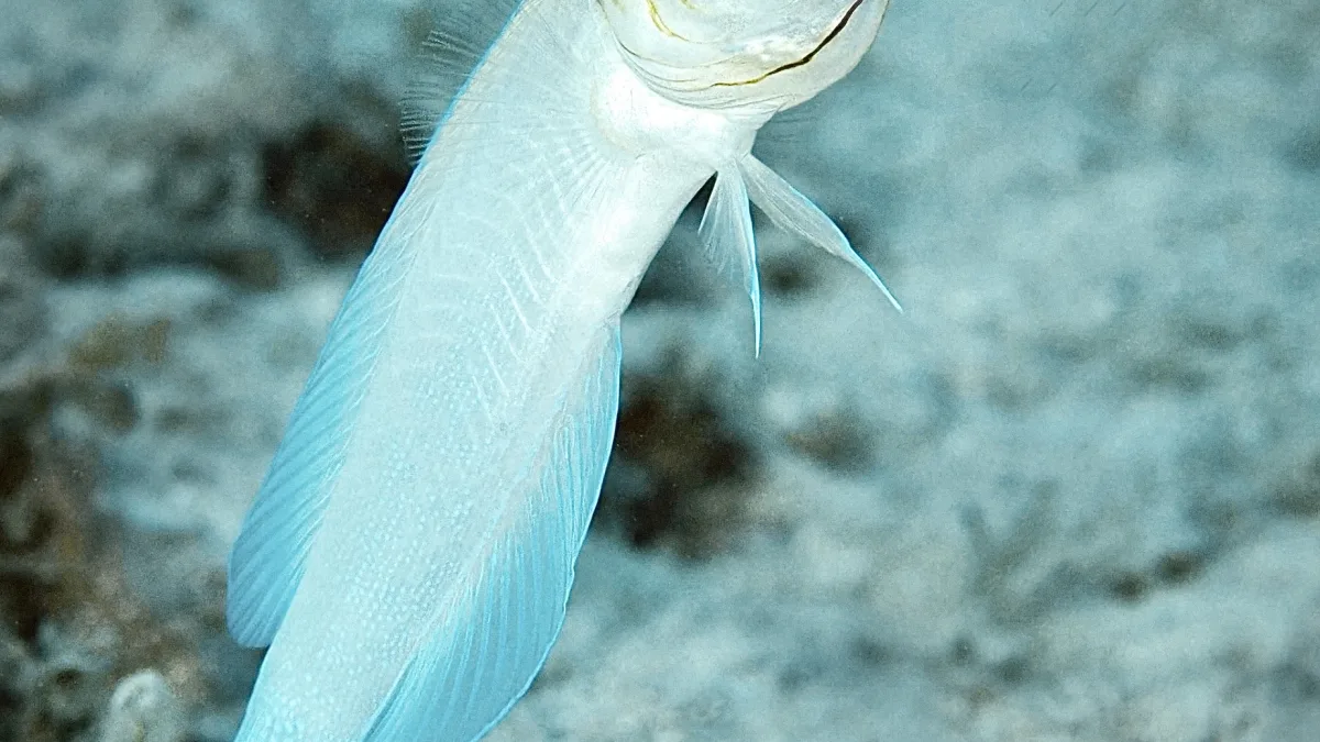 Close-up underwater photo of a pale/white fish with light blue fins hovering above a sandy seabed; the fish is angled upward with its mouth slightly open and a prominent eye visible against a blurred background.