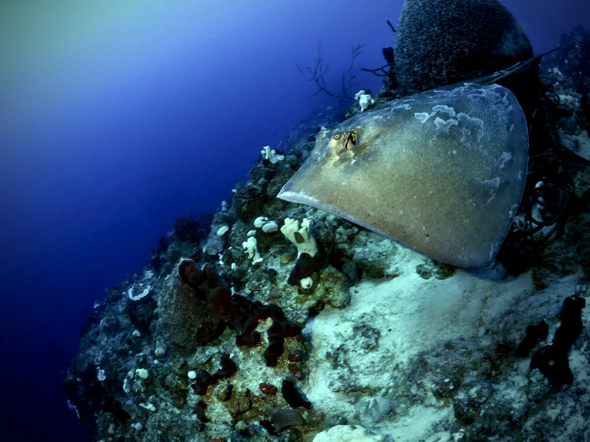 Stingray-PA230194.jpeg