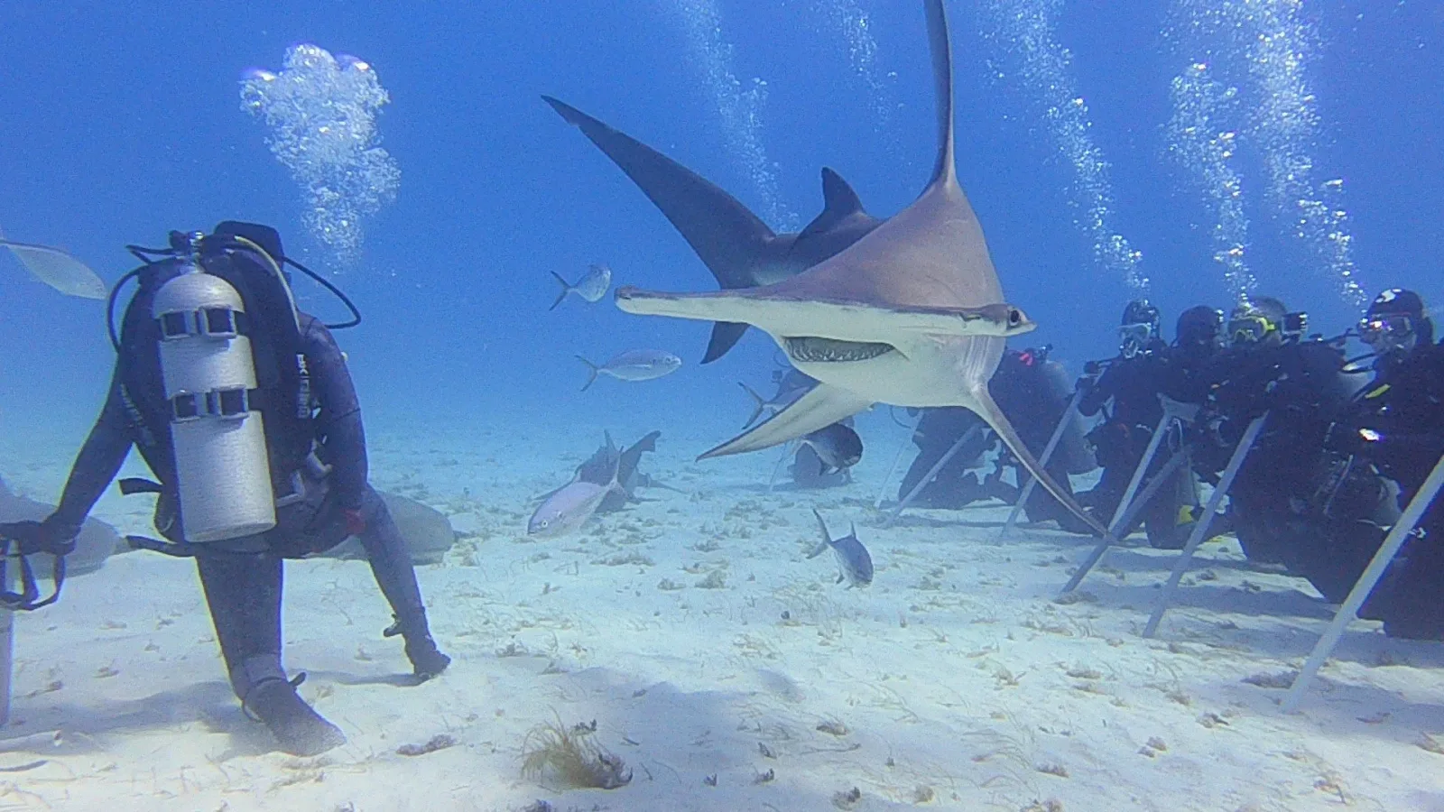 shark