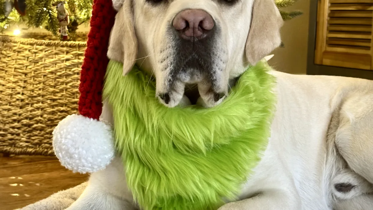 Indoor holiday-themed photo of a light-colored dog lying on a rug in front of a decorated, lit Christmas tree, wearing a red-and-white knit Santa hat and a bright green fluffy neck accessory.