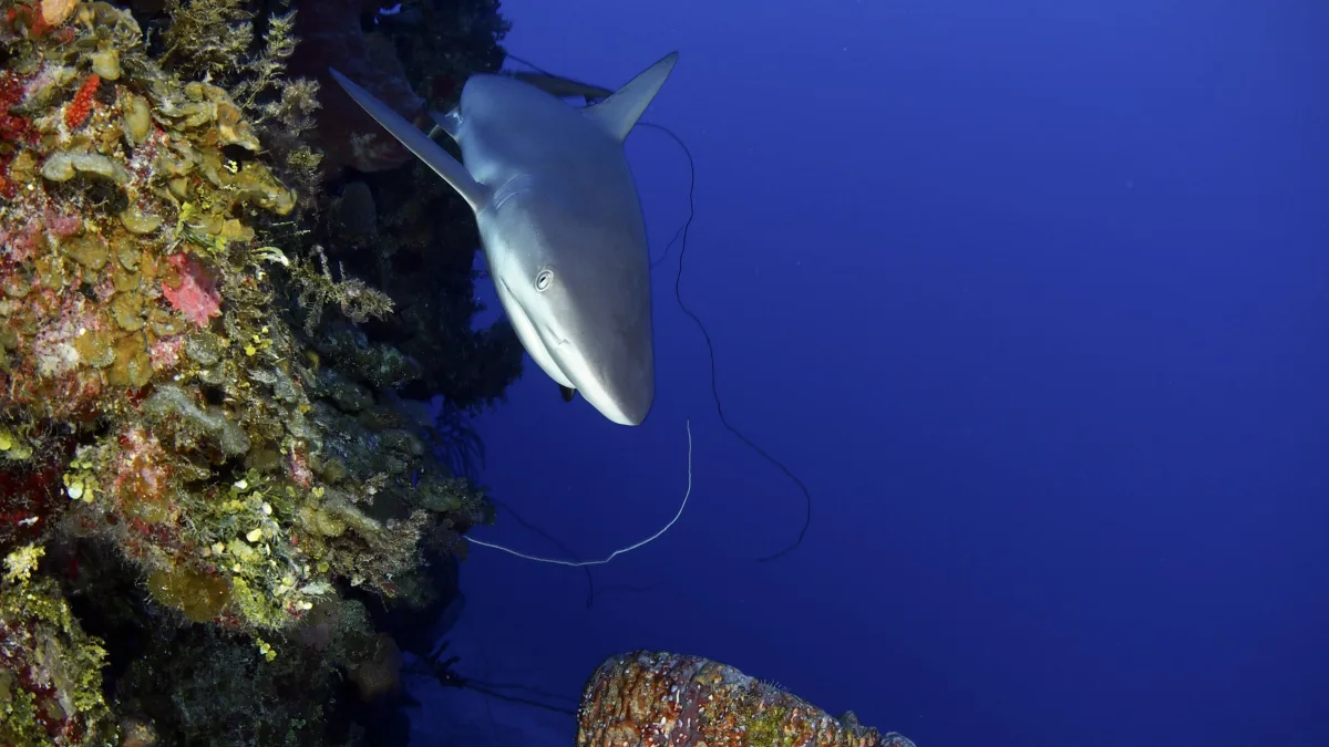 Underwater scene showing a shark swimming near a colorful coral-encrusted reef wall, with a large expanse of open blue water to the right.