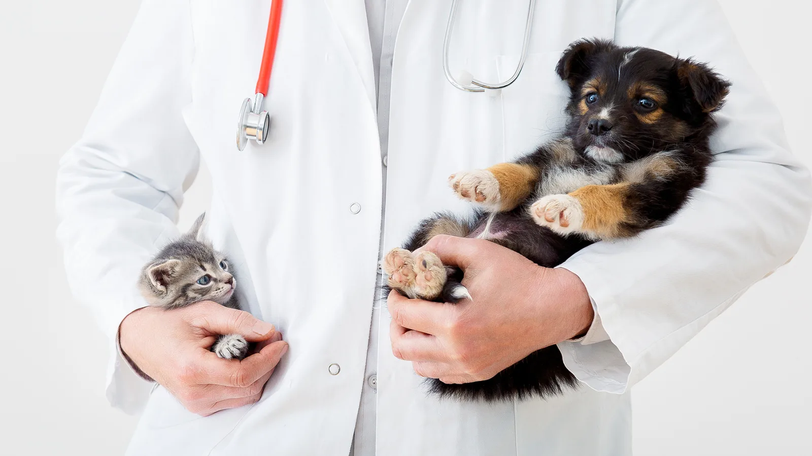 Reno Pet Sitter giving pets rabies vaccine