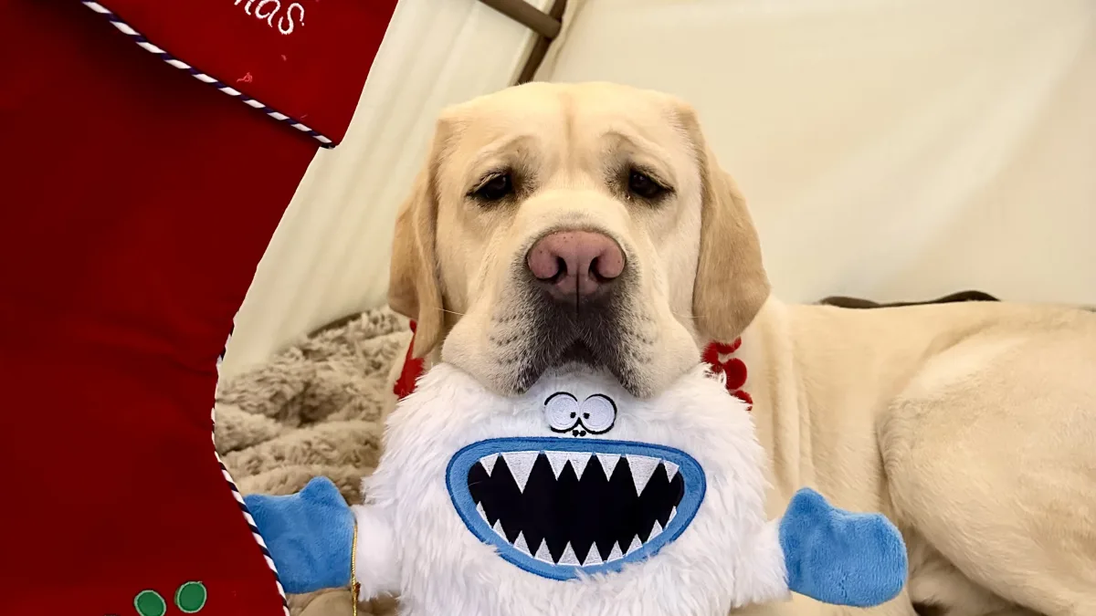Indoor photo of a light-colored dog lying on a plush gray rug or blanket beside a red Christmas stocking that reads "Merry Christmas".