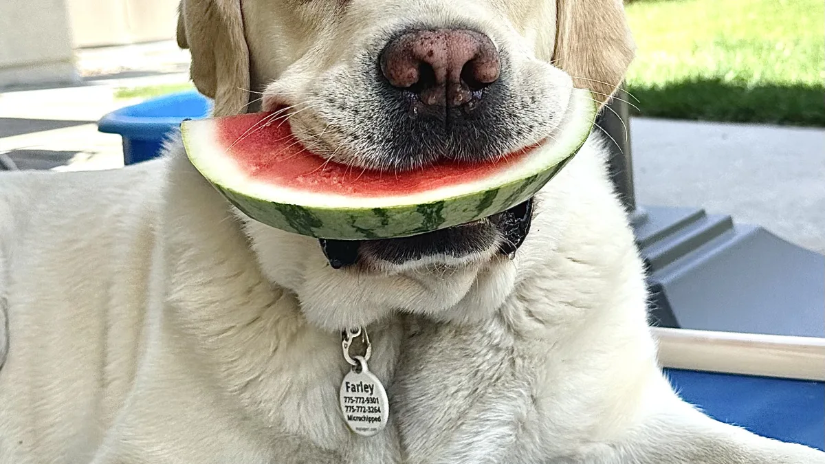 Close-up outdoor photo of a light-colored dog wearing a collar and ID tag, holding a slice of watermelon in its mouth while resting on a blue surface; backyard elements (fence, greenery, house roofline) are blurred in the background.