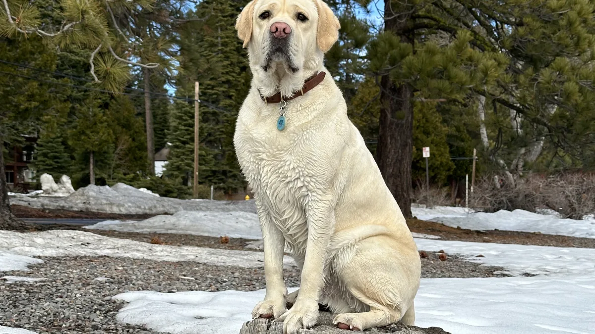 A light-colored dog wearing a collar with a tag sits upright on a large tree stump in a snowy, pine-forested outdoor area under a partly cloudy blue sky.