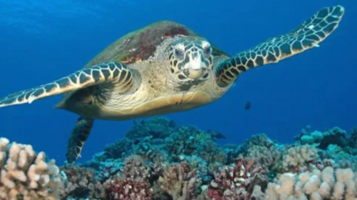 Tahiti Turtle