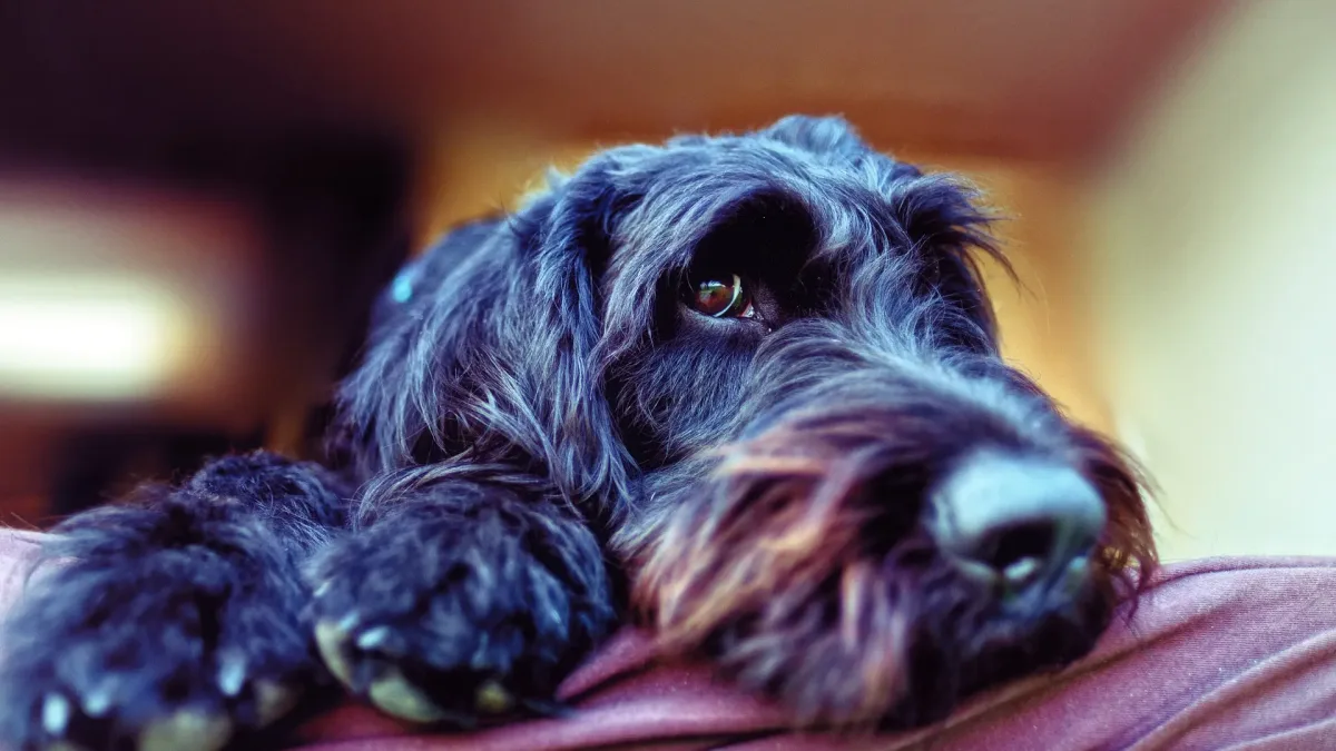 dog g3f32fd686 1920