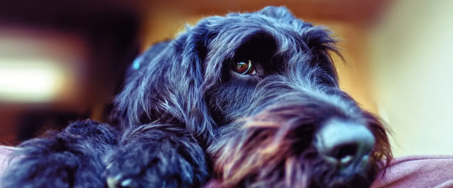 dog g3f32fd686 1920