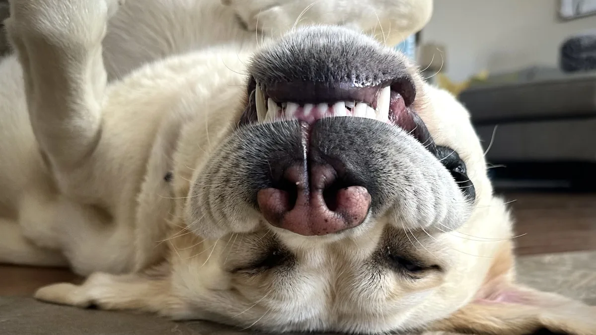Close-up, low-angle photo of a light-colored dog lying on its back indoors, with its nose and teeth prominently visible; background shows a living-room-like space out of focus.