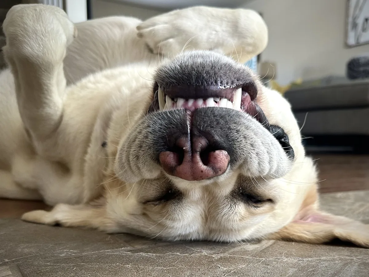 Close-up, low-angle photo of a light-colored dog lying on its back indoors, with its nose and teeth prominently visible; background shows a living-room-like space out of focus.