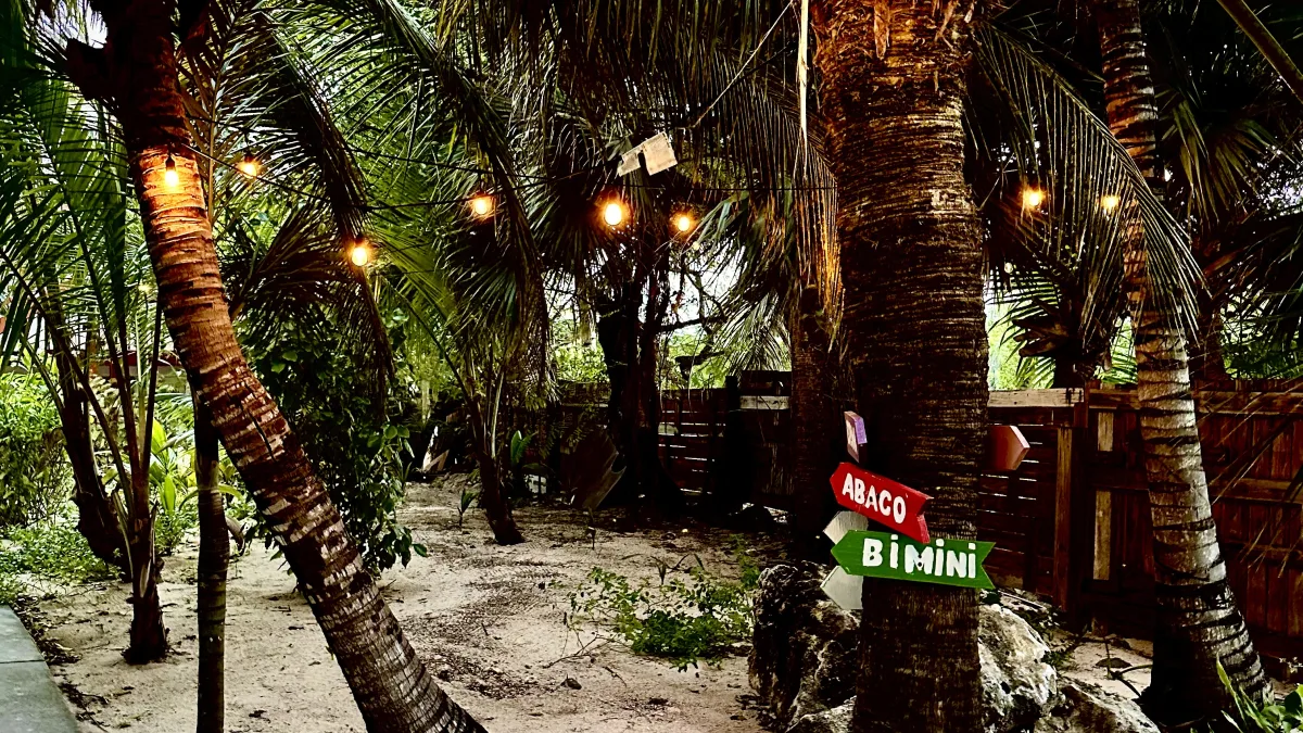 Outdoor tropical scene with multiple palm trees and warm string lights hung between them.