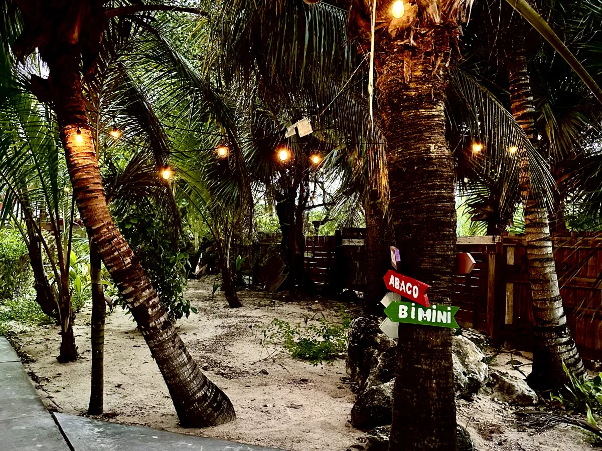 Outdoor tropical scene with multiple palm trees and warm string lights hung between them.