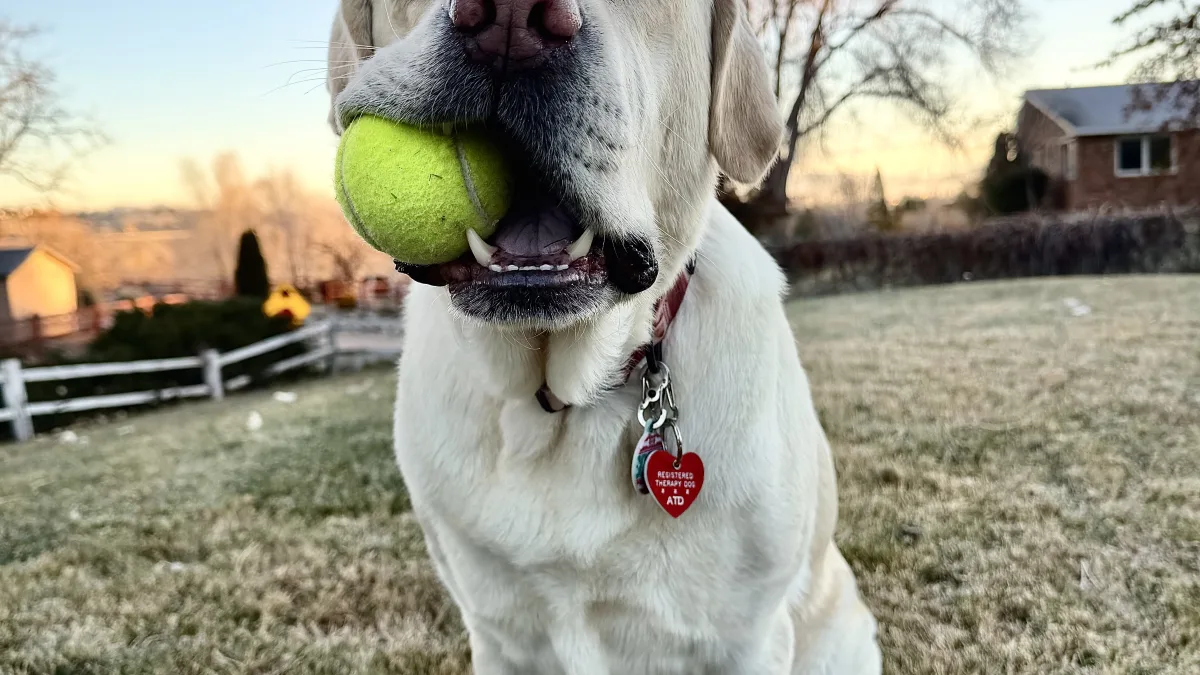 Low-angle outdoor close-up of a light-colored dog sitting on grass and holding a green tennis ball in its mouth; a collar with tags is visible, with a yard, trees, and a house in the background under a clear sky.