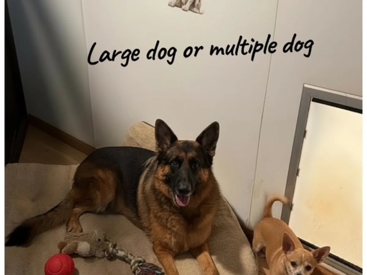boarding-large-dog-gal