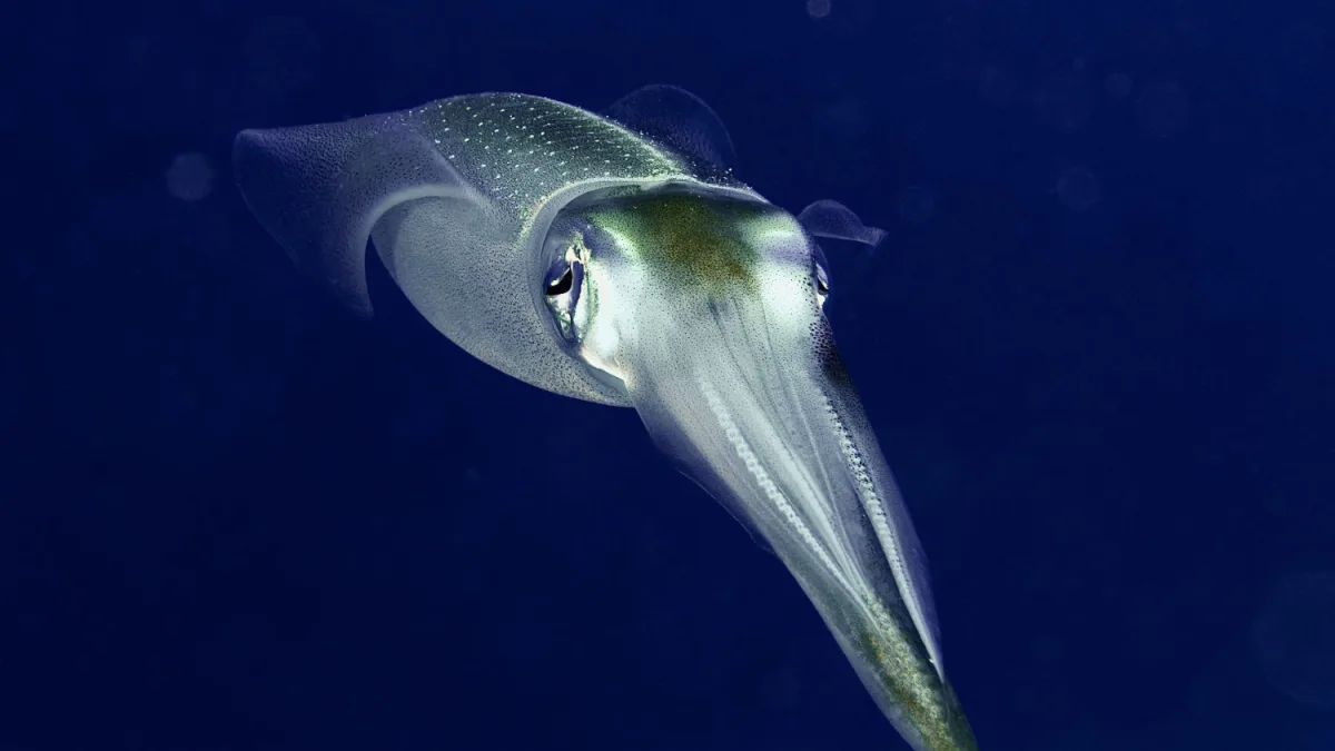 Coco View Reef Squid P3300755