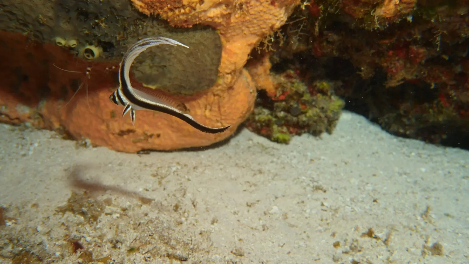Underwater scene showing a small black-and-white striped fish with a long, curved dorsal fin swimming near a sandy seabed and a rocky/coral structure.