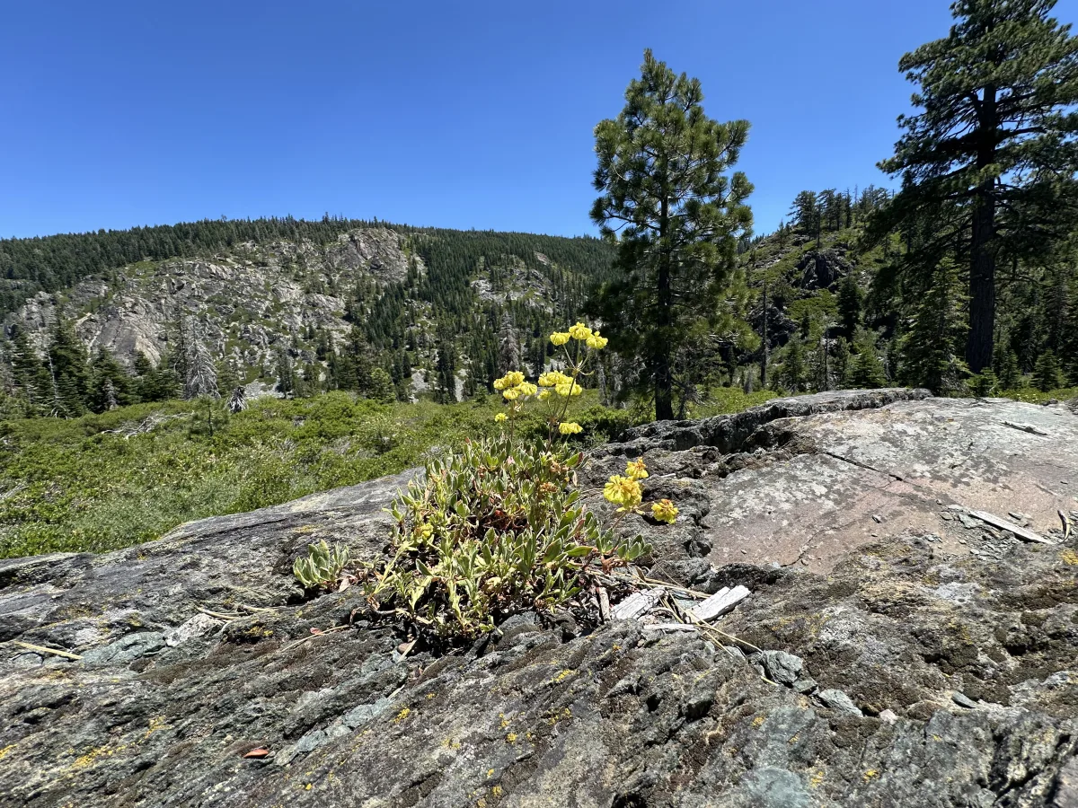Wide outdoor landscape photo showing a rocky foreground with a small cluster of yellow wildflowers, overlooking a forested mountain ridge under a clear blue sky.