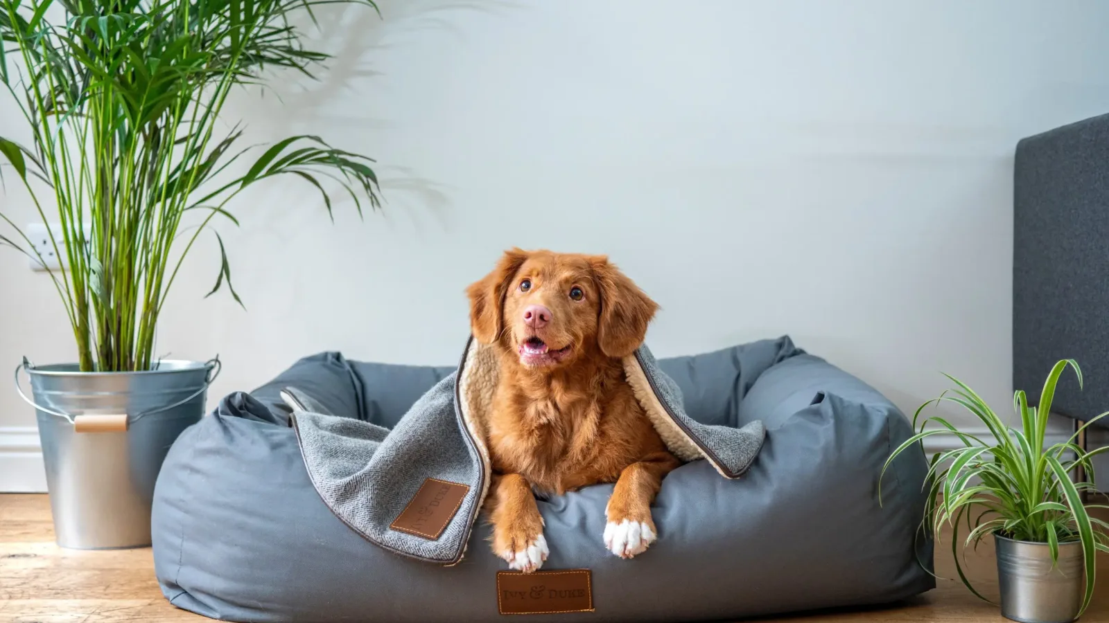 pet sitting reno in summer time scaled