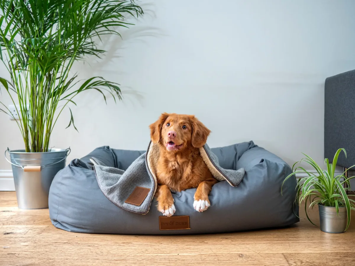 pet sitting reno in summer time scaled