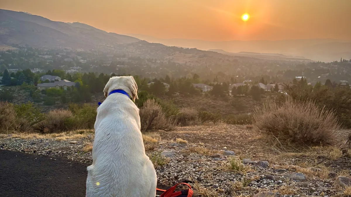 A white dog sits on a paved path or overlook, facing a hazy valley with scattered houses and distant mountain ridges under a warm low sun in a mostly clear sky.