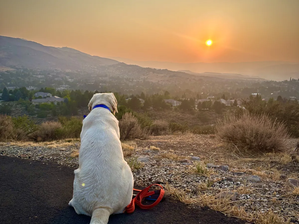 A white dog sits on a paved path or overlook, facing a hazy valley with scattered houses and distant mountain ridges under a warm low sun in a mostly clear sky.