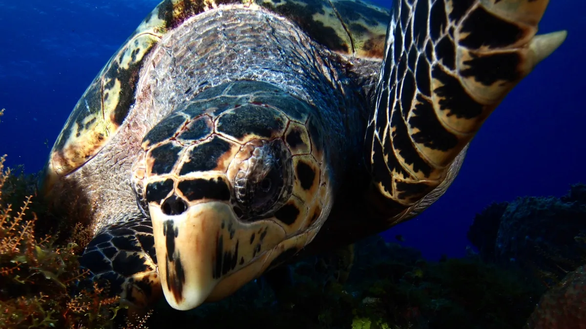 Close-up underwater photo of a sea turtle near the seabed, with the turtle’s head and patterned front flipper prominent against a blue water background.