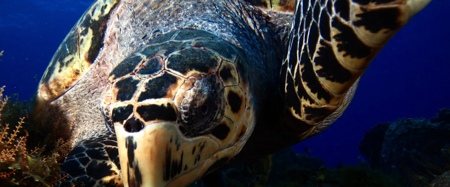Close-up underwater photo of a sea turtle near the seabed, with the turtle’s head and patterned front flipper prominent against a blue water background.