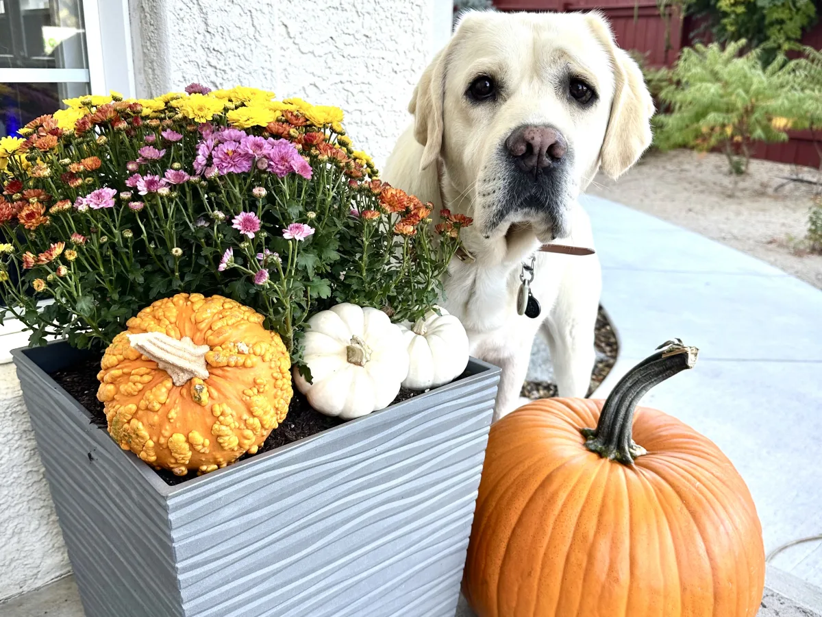 Outdoor patio scene featuring a light-colored dog standing beside a gray rectangular planter filled with colorful flowers and small gourds; a large orange pumpkin sits in the foreground.