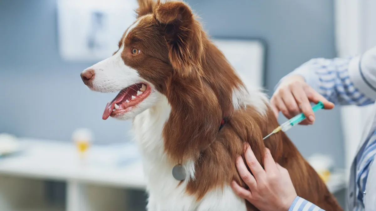Reno Pet Sitter giving dog rabies vaccine
