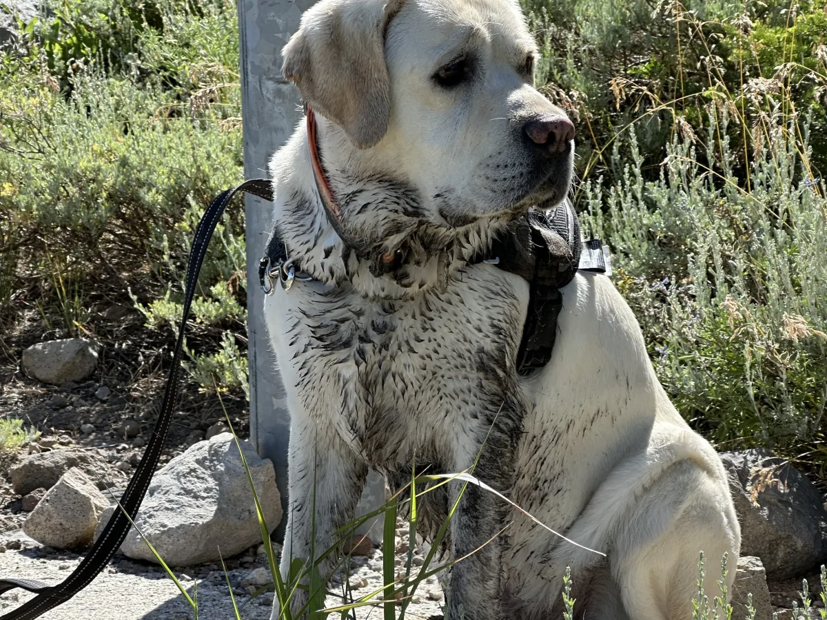 A light-colored dog wearing a harness and collar sits outdoors beside a vertical metal pole, with a leash visible.