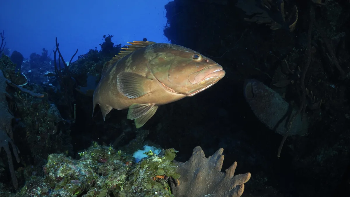 Grouper PA230197