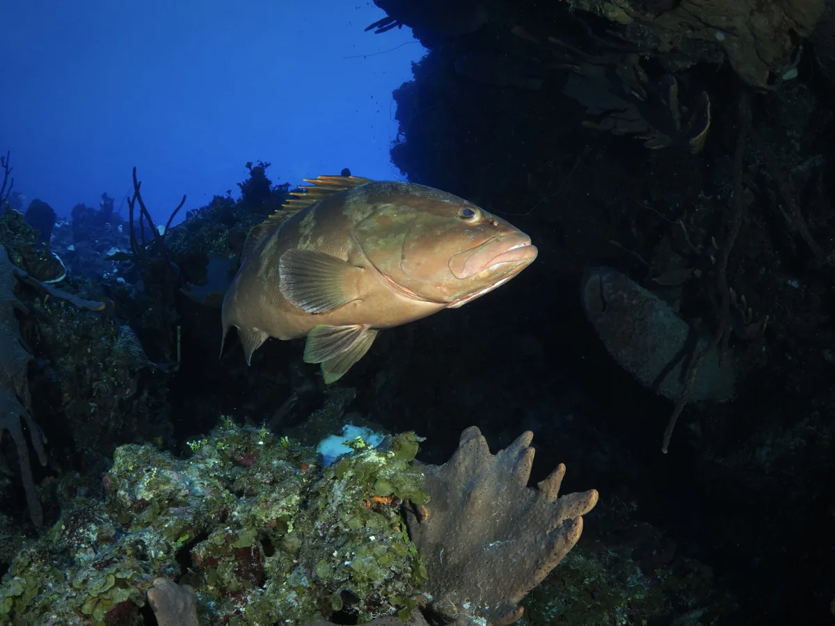Grouper-PA230197.jpeg