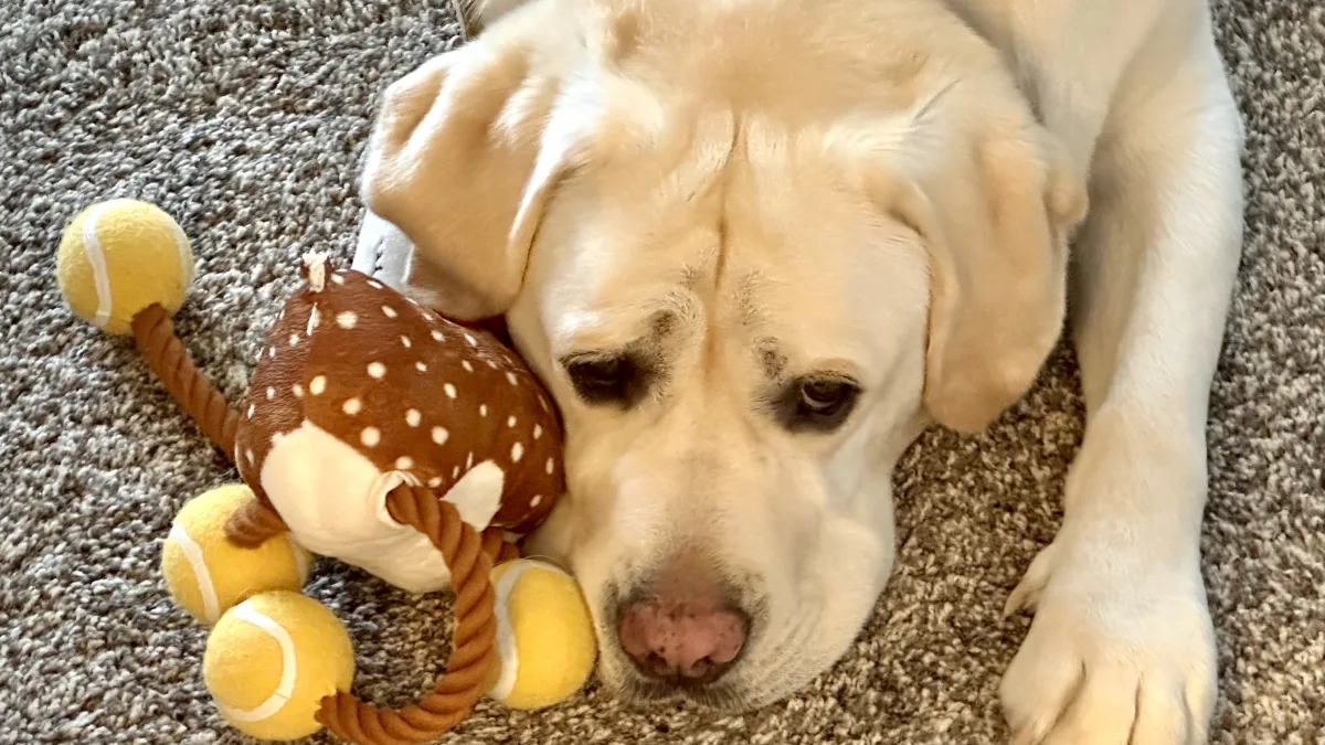A light-colored dog lies on a textured carpet with its head resting near a plush rope toy shaped like a small animal and several yellow tennis-ball-like balls.