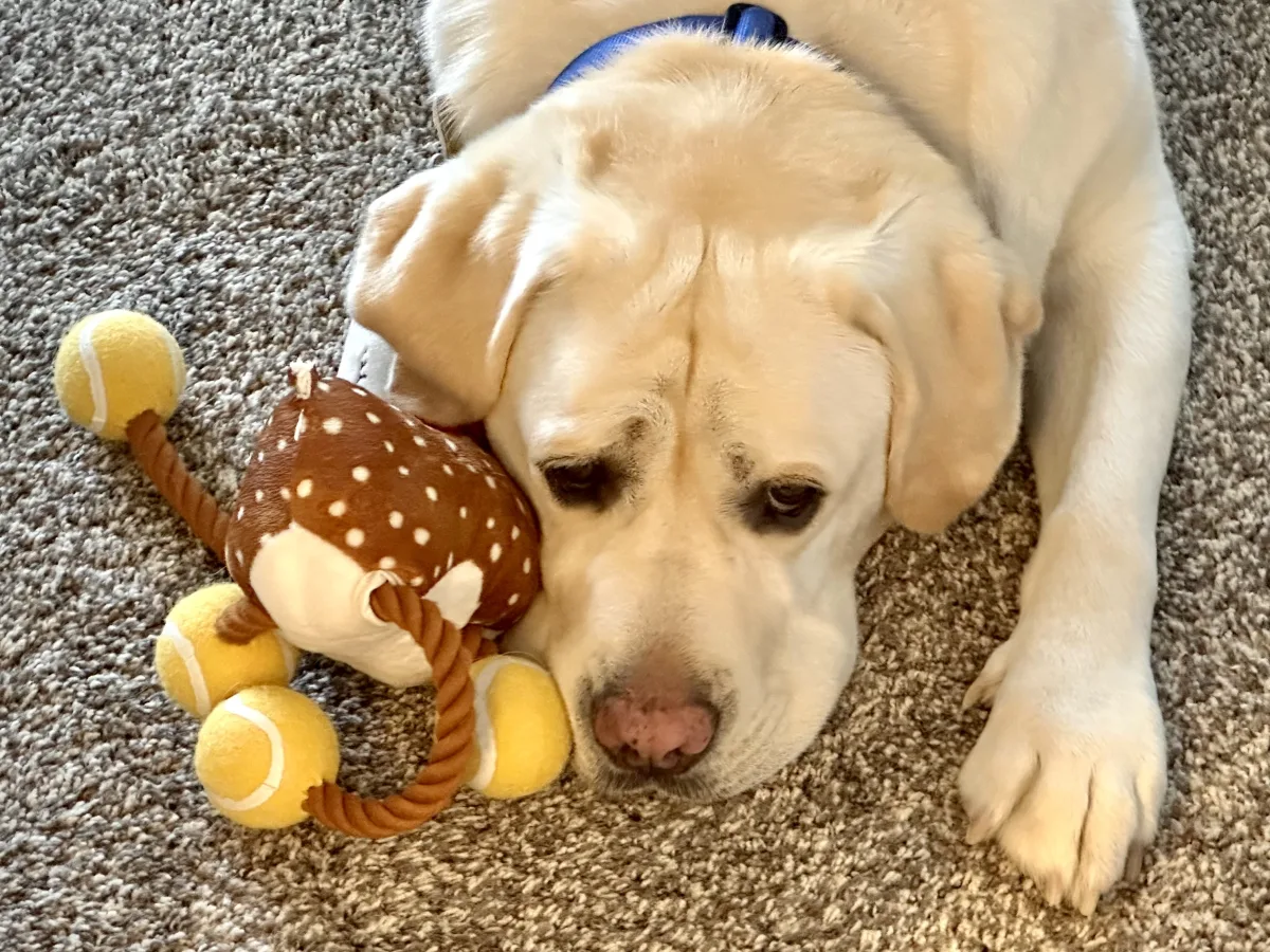 A light-colored dog lies on a textured carpet with its head resting near a plush rope toy shaped like a small animal and several yellow tennis-ball-like balls.