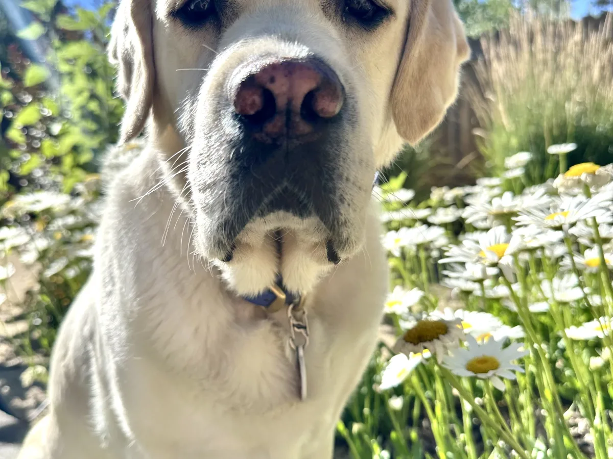 Close-up, low-angle photo of a light-colored dog sitting outdoors in a garden with white daisy-like flowers and a bright blue sky in the background.