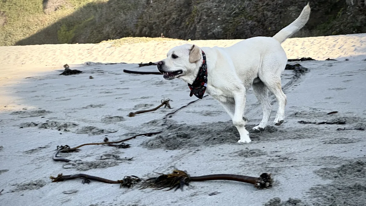 A white dog wearing a patterned bandana is walking on a sandy beach scattered with seaweed and driftwood, with a rocky, vegetation-covered hillside in the background under sunlight and shadow.