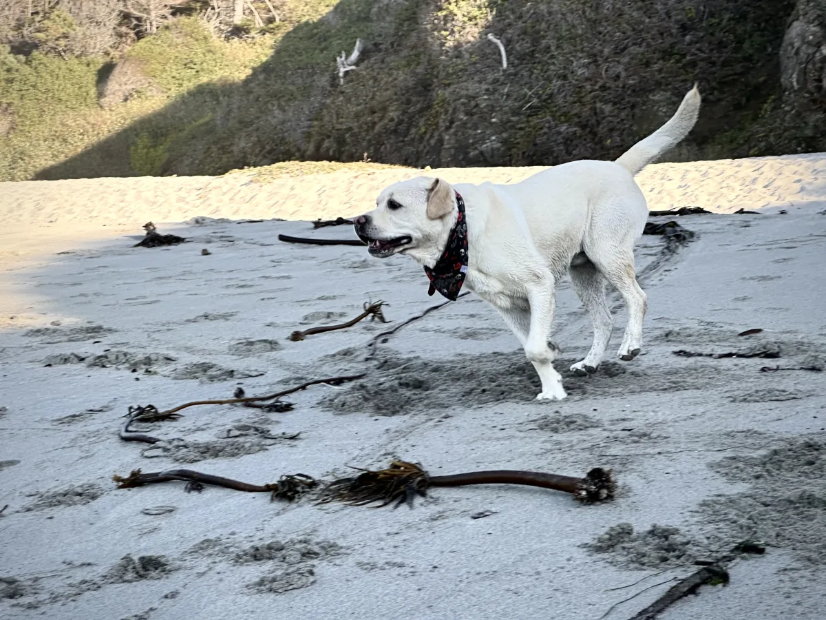 A white dog wearing a patterned bandana is walking on a sandy beach scattered with seaweed and driftwood, with a rocky, vegetation-covered hillside in the background under sunlight and shadow.