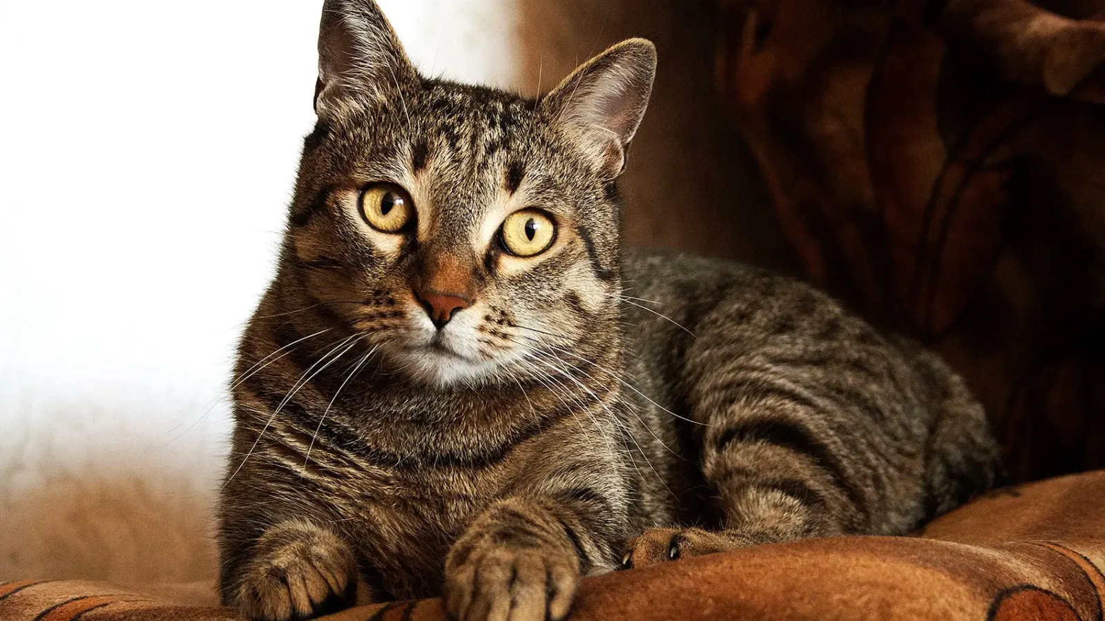 cat4
