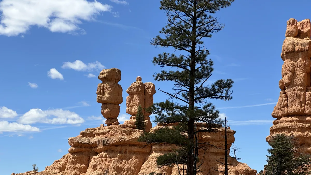 Landscape photo of orange rock hoodoos and layered sandstone formations under a bright blue sky with scattered clouds, with a tall pine tree prominently in the foreground.