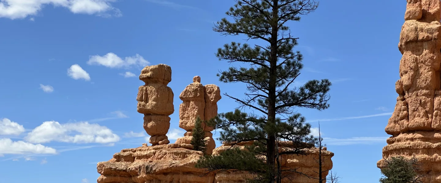 Landscape photo of orange rock hoodoos and layered sandstone formations under a bright blue sky with scattered clouds, with a tall pine tree prominently in the foreground.