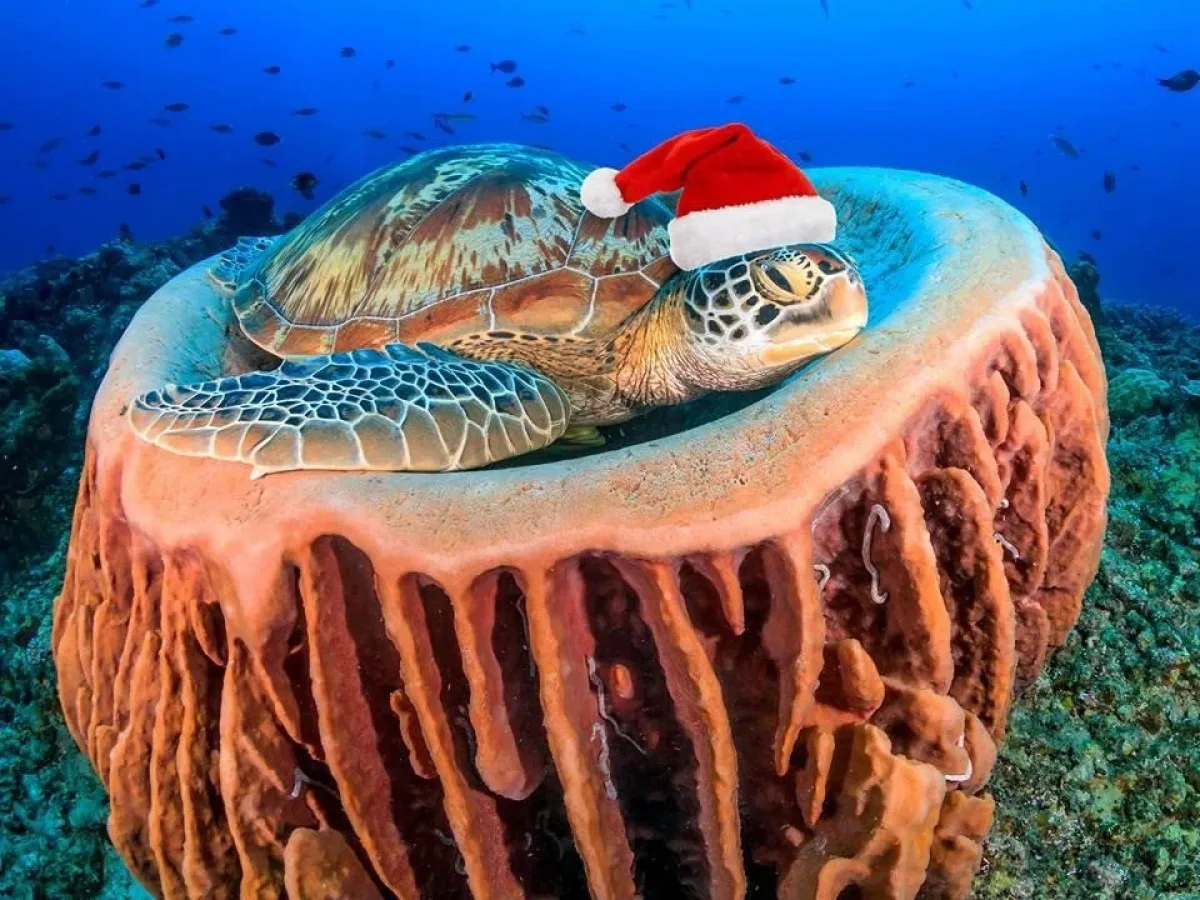 Underwater scene showing a sea turtle resting on top of a large barrel-shaped coral or sponge; the turtle is wearing a red-and-white Santa hat.