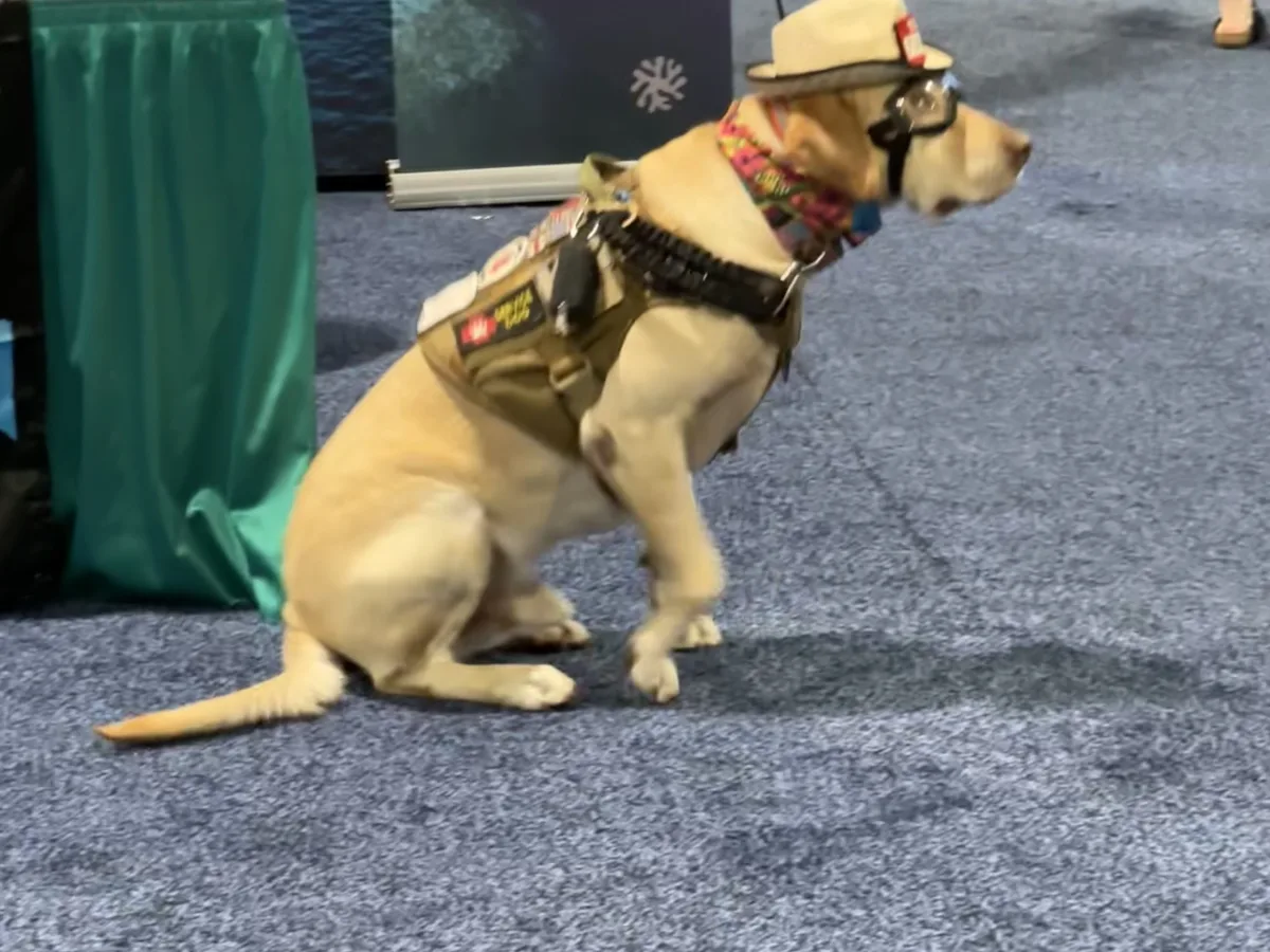 Indoor event/expo scene with a light-colored dog in the foreground wearing goggles, a small hat, a harness/vest, and a colorful bandana; background includes a table with brochures and large scenic display banners, with partial views of peop