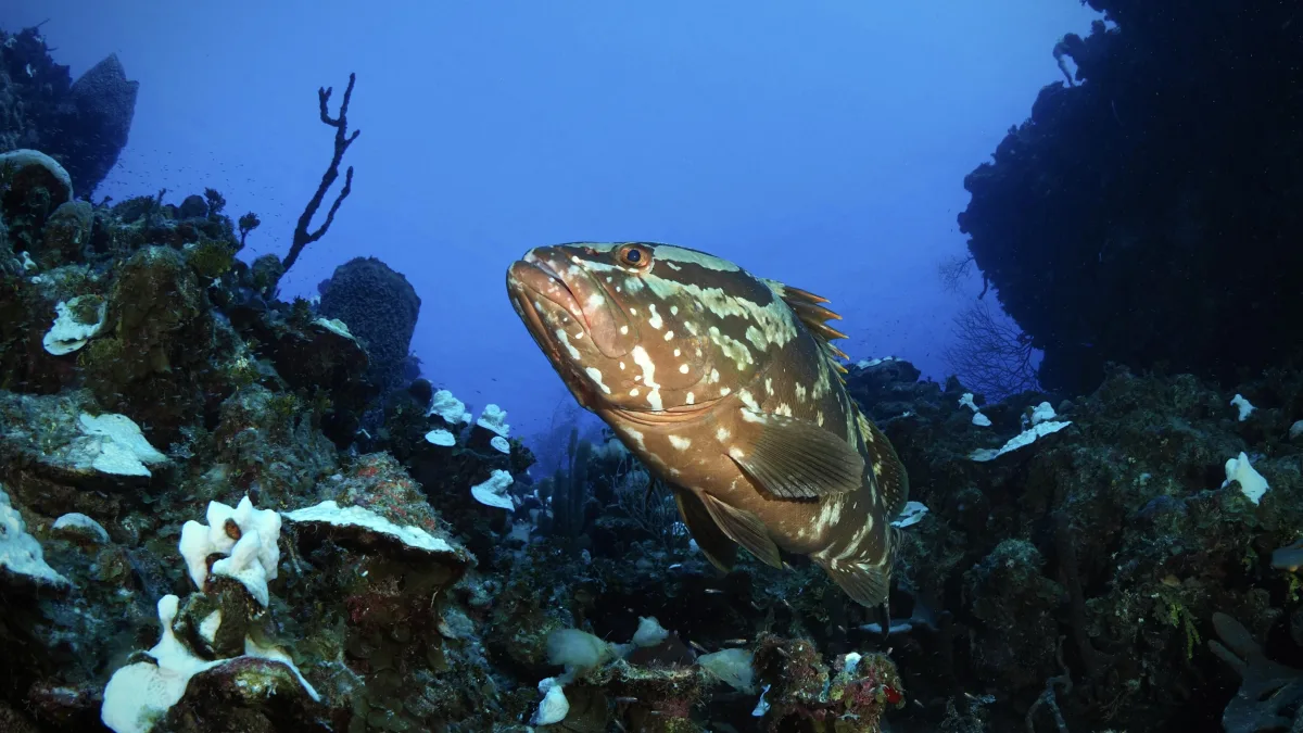 Grouper-PA230208.jpeg