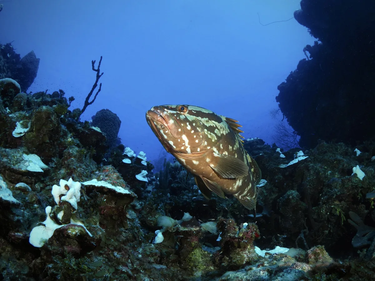 Grouper-PA230208.jpeg