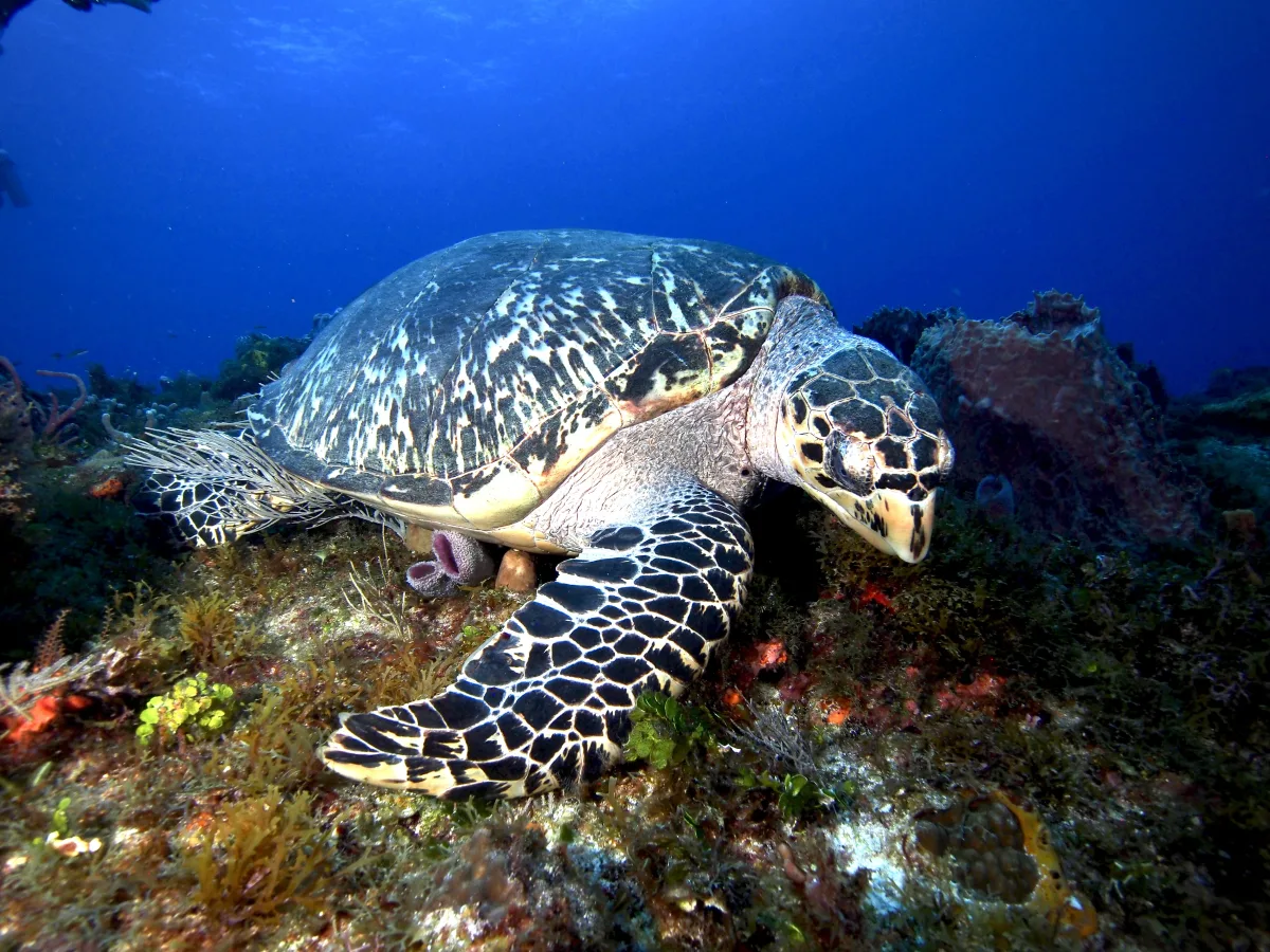 Underwater photo of a sea turtle resting on a coral reef seabed, with a wide blue water background above.