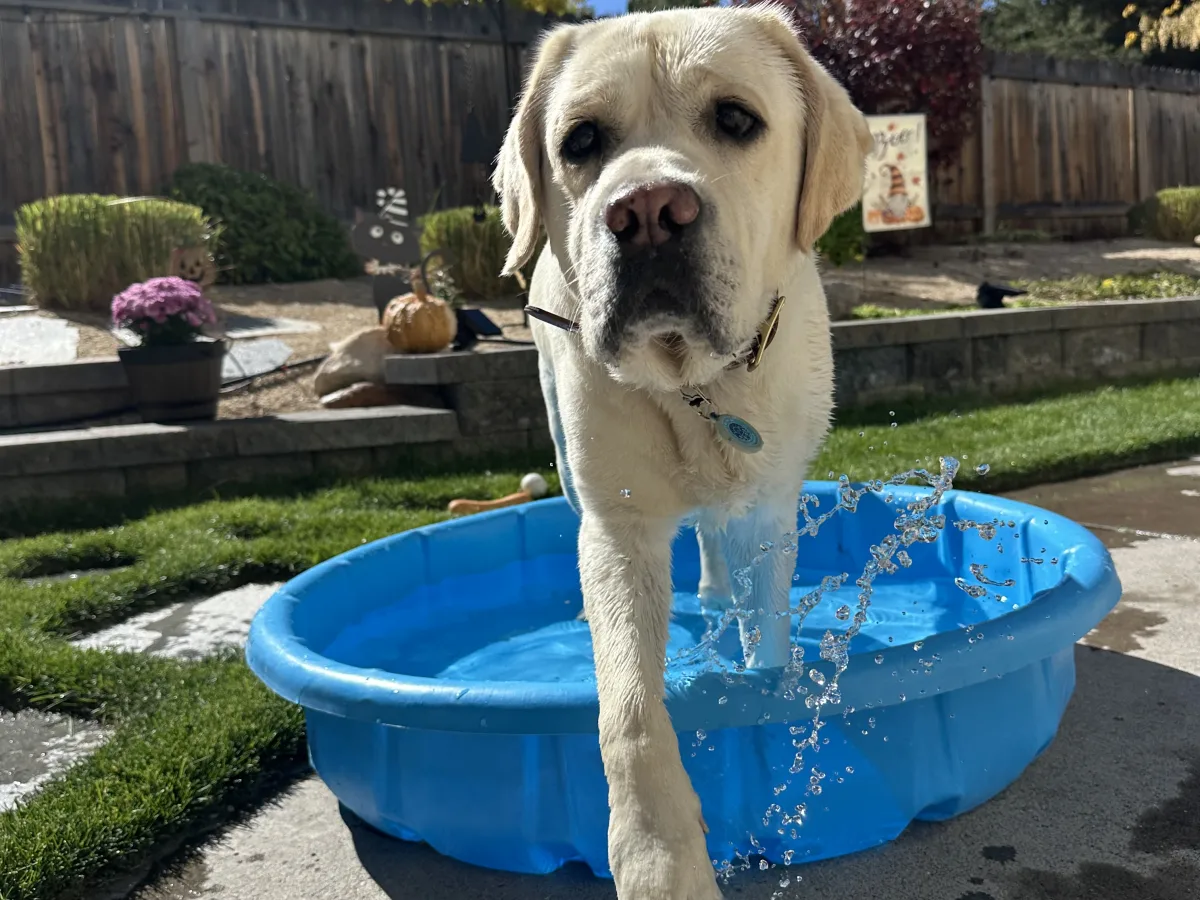 Outdoor backyard scene with a light-colored dog standing in a blue plastic kiddie pool filled with water; water splashes are visible in the foreground.