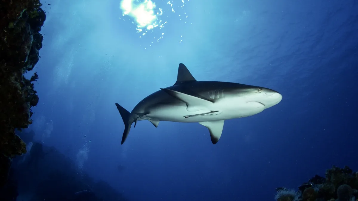 Underwater scene with a single shark swimming in open blue water near a rocky/coral reef wall; sunlight and surface ripples create bright glare and rays from above.